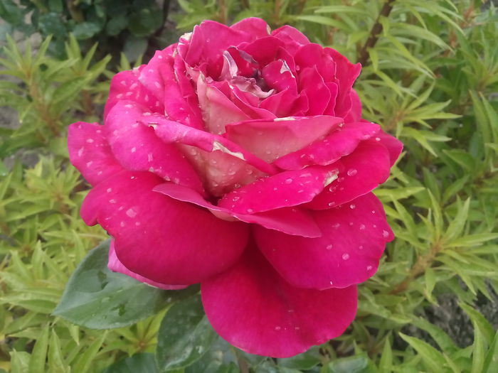 KRONENBURG - 2015 Trandafiri I