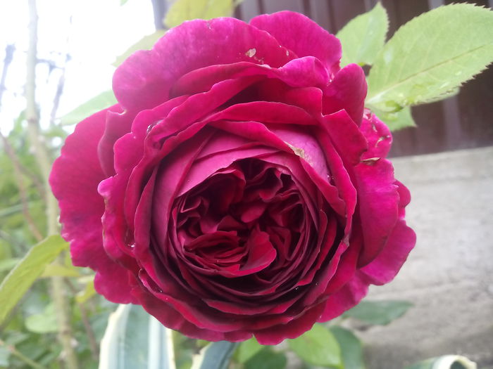 FALSTAFF - 2015 Trandafiri I