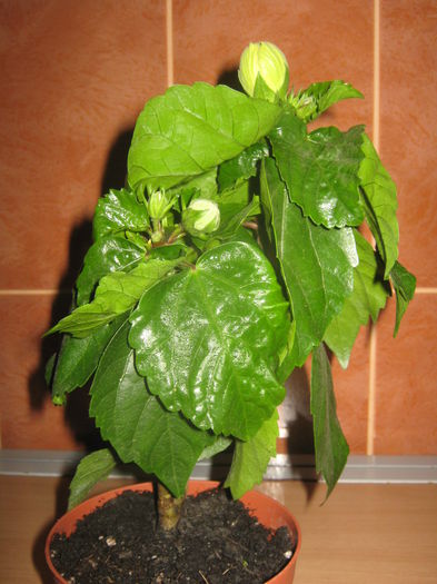 Picture My plants 3835 - Hibi Valencia