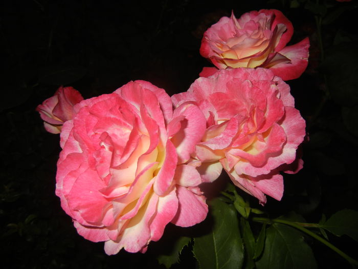 2015, June 08 - 04_ROSES