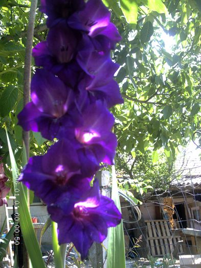 pictures 2277 - gladiole 2015