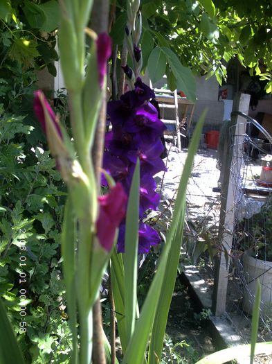 pictures 2278 - gladiole 2015