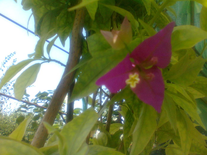 25 IUNIE 2015 - BOUGAINVILLEA