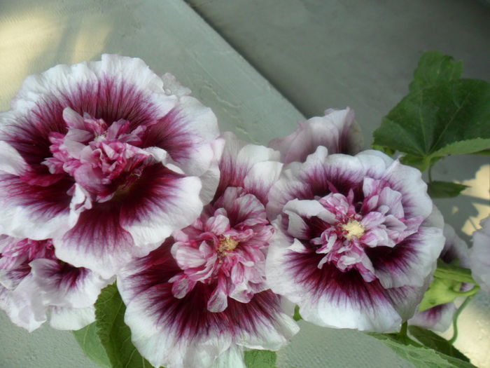 SAM_6588 - talmes -balbes 2015