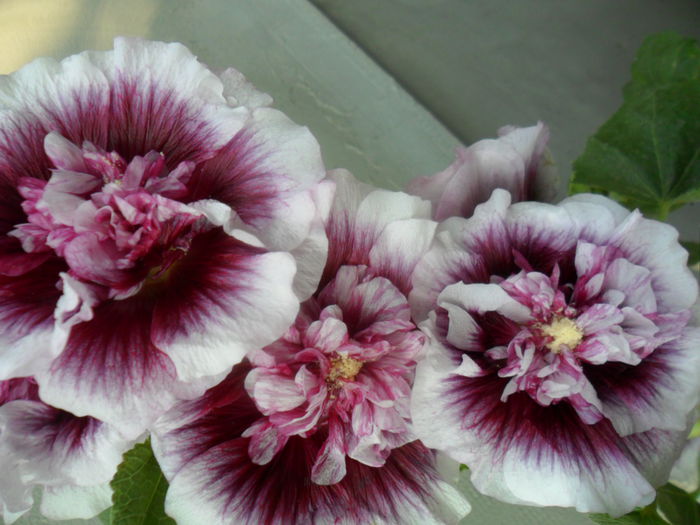 SAM_6589 - talmes -balbes 2015