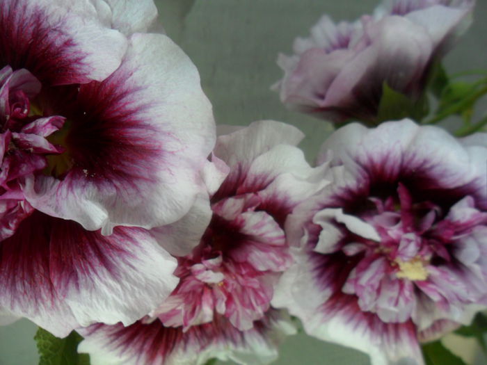 SAM_6591 - talmes -balbes 2015