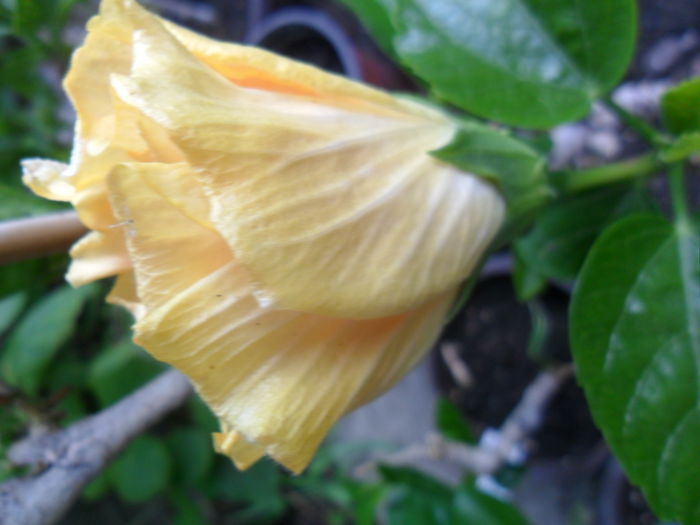 SAM_6592 - talmes -balbes 2015