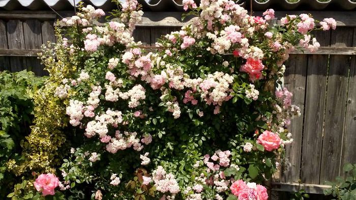 1533891_512291162257830_6383900964668929821_n - Vara 2014-2017