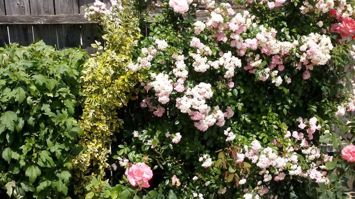 1533891_512291168924496_308875114988249834_n - Vara 2014-2017