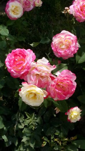 1545576_512292065591073_3496757025837293447_n - Vara 2014-2017