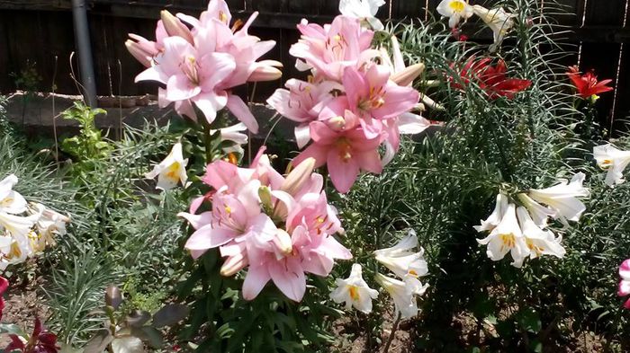 1545576_512292062257740_3876512950801439561_n - Vara 2014-2017