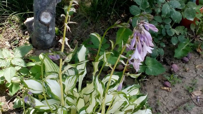 1545576_512292068924406_4876397640481906551_n - Vara 2014-2017