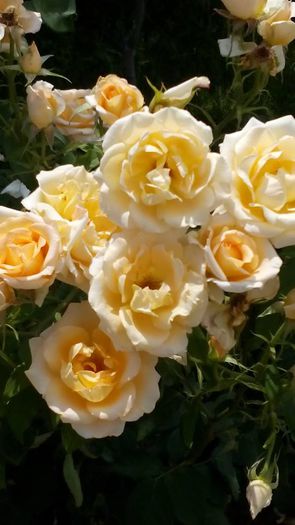 1545576_512292072257739_6382400705491802132_n - Vara 2014-2017