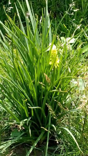 1545576_512292058924407_8346196601435032388_n - Vara 2014-2017