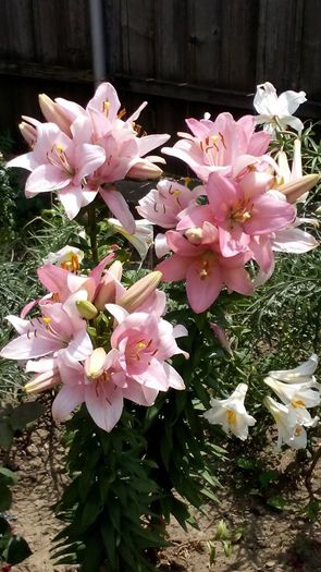 10373688_512291742257772_6031606037866253114_n - Vara 2014-2017