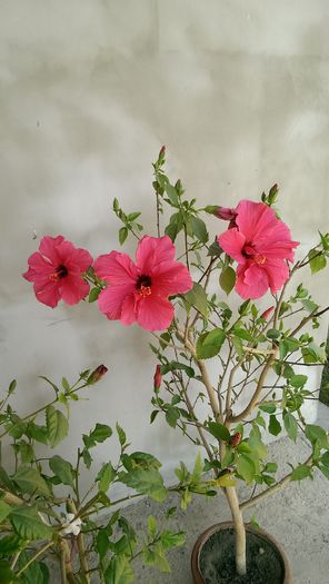 IMAG0686 - Hibiscus 2013 2014 2015-2016