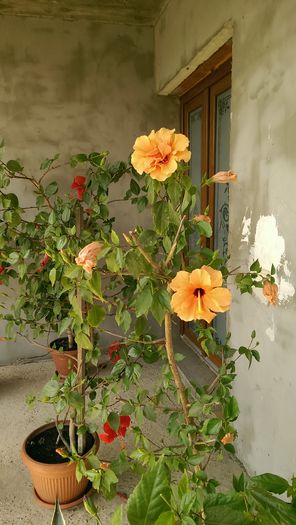 IMAG0760 - Hibiscus 2013 2014 2015-2016