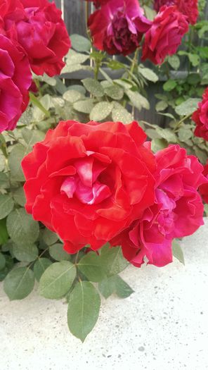 IMAG0676 - Vara 2014-2017