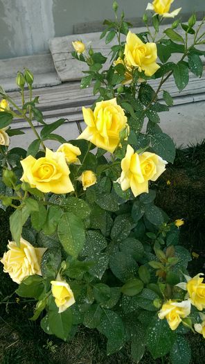 IMAG0684 - Vara 2014-2017