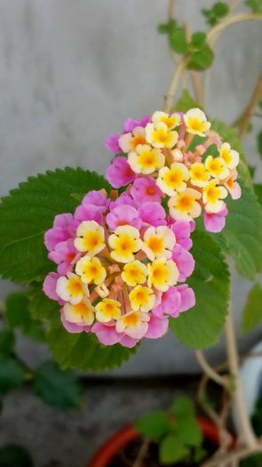 11427249_512290642257882_6812540051720240966_n - lantana