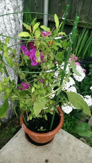 multumesc Fanita... plumbago minunat!