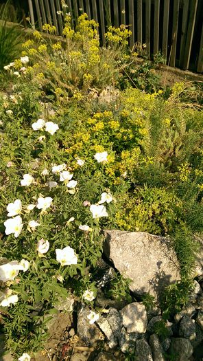 IMAG0766 - Vara 2014-2017