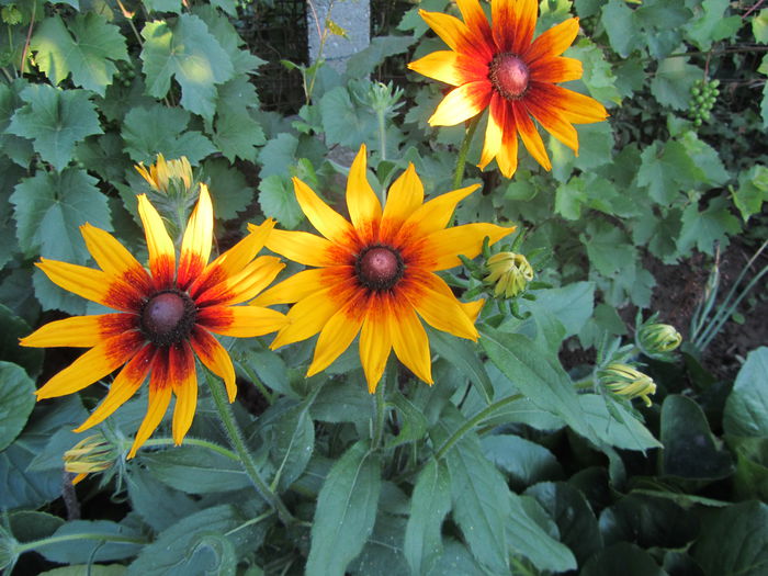 Rudbeckia