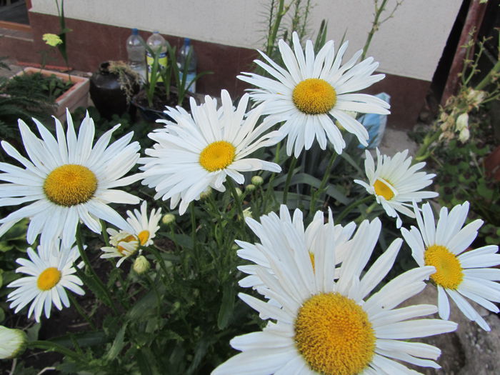 IMG_0402 - Flori de gradina-2015Vara