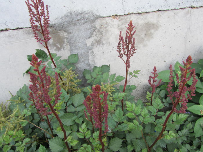 Astilbe rosii - Flori de gradina-2015Vara