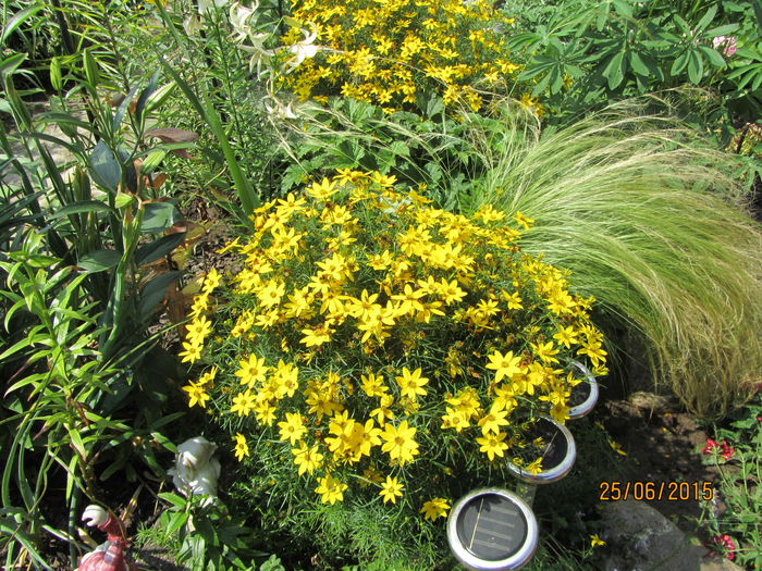 2015 - 08-O minunatie de floare-Coreopsis Zagreb