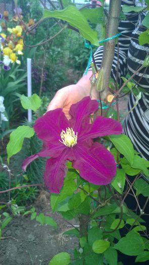 WP_20150515_009 - 2015clematis