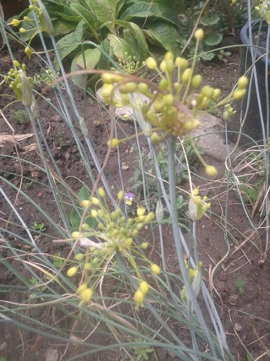 Fotografie-0002 - alium si alte minuni