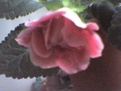 1 - Gloxinia