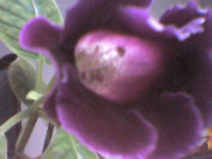 2 - Gloxinia