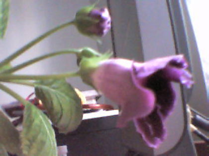 3 - Gloxinia