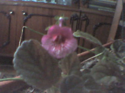 siningia rosie - Gloxinia