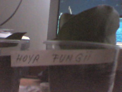 hoya fungii - Hoya