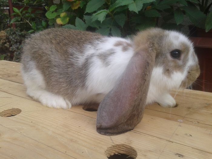 mama grifier + tata sall mant