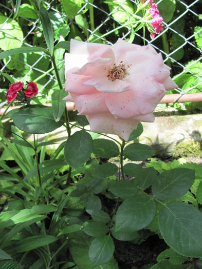 IMG_0557 - Trandafiri 2015