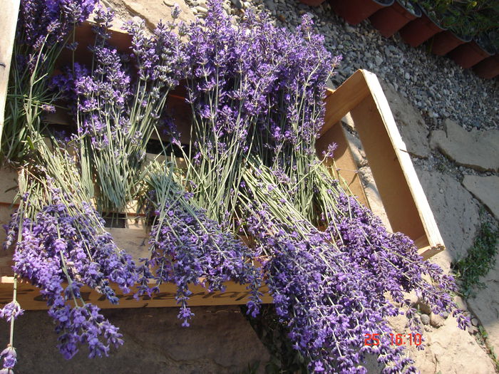 25 iun 2015 002 - Lavanda officinalis