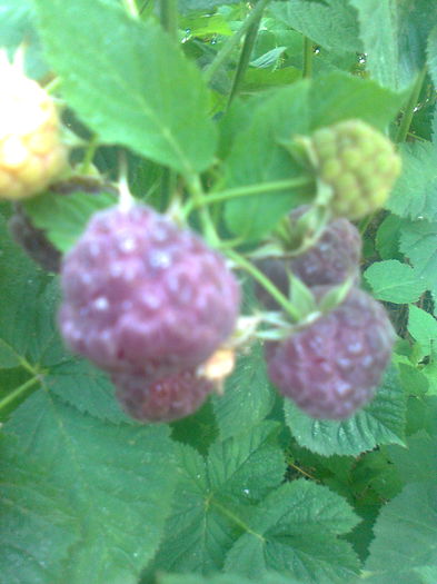Purple Raspberry , 25.06.2015 - Gradina mea