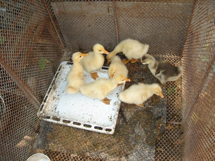 DSC00167 Boboci  de la iepuriderasalamoldoveanu  din iunie 25  2015