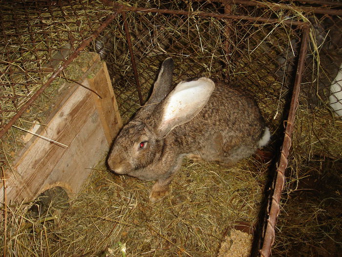 DSC00240 - Iepuri  tineret 2015