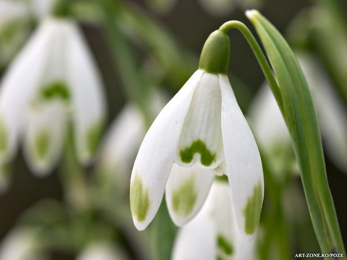 galanthus_nivalis - POZE PRIMAVARA