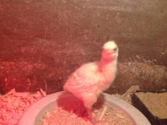 Păun alb - Tineret 2015