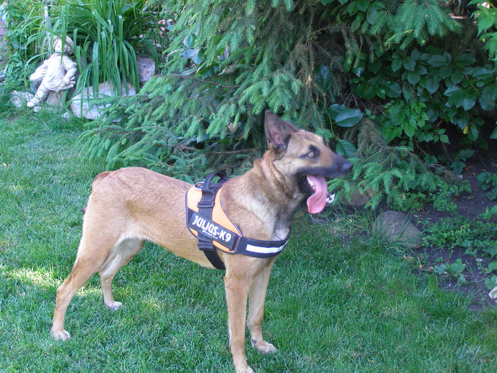 P1010103 - CIOBANESC MALINOIS