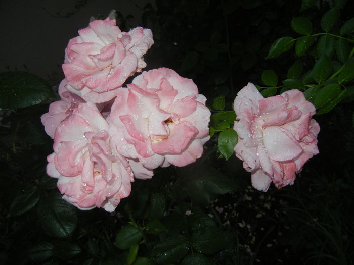 2015, June 10 - 04_ROSES