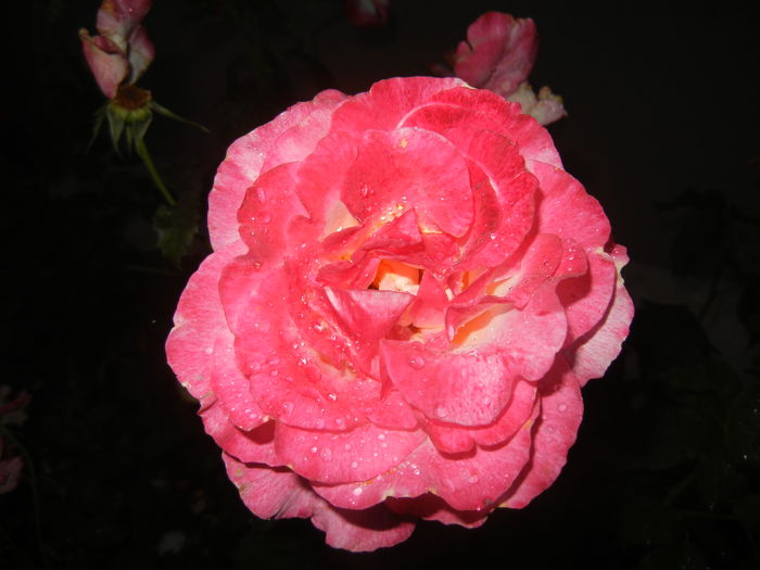 2015, June 10 - 04_ROSES