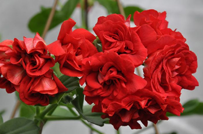 _____________________PAC_Red_Sybil1, gasita