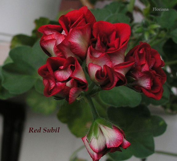 Red-Subil- - Imi doresc aceasta muscata